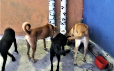 Supporting Our Feed Campaign: How Your Donation Helps Dogs in Need