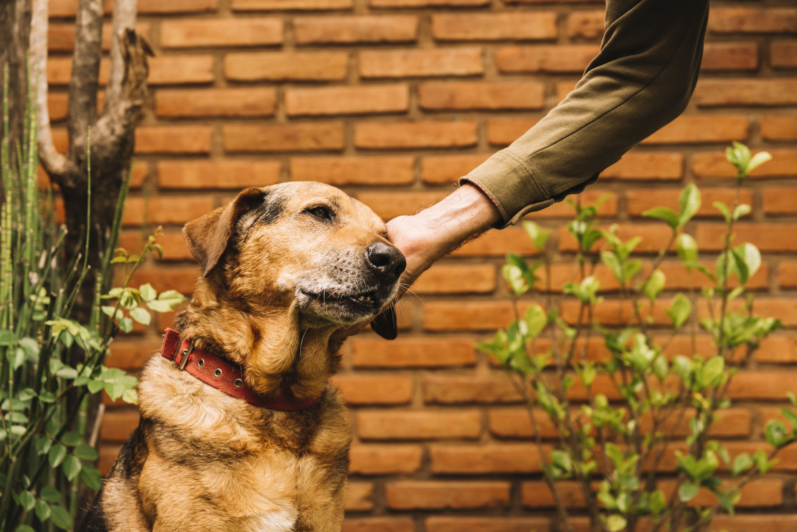 Adopt a Rescue Dog