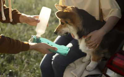 The Importance of Feeding Campaigns for Abandoned and Homeless Animals